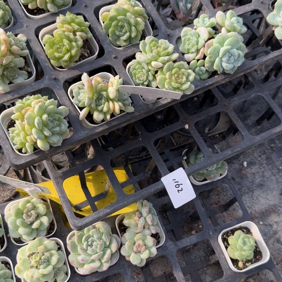 1162 号3半盘个满20包邮