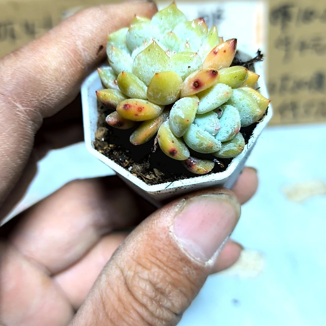 满6元包邮，#橙梦露缀化