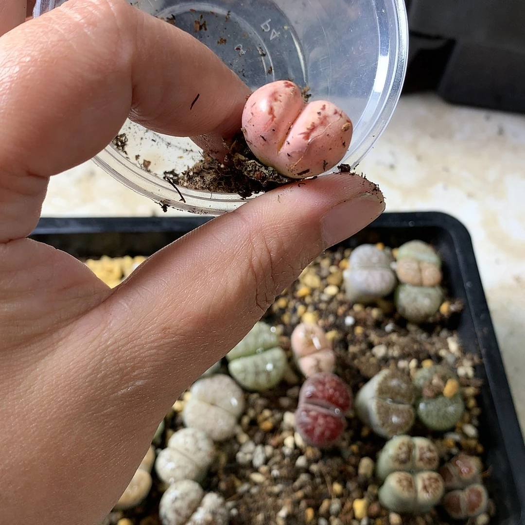 萍*?K20多肉植物保护