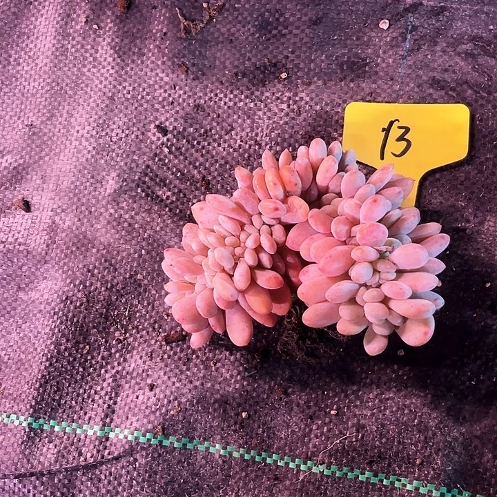 妮***粉兔13号码牌子的话题