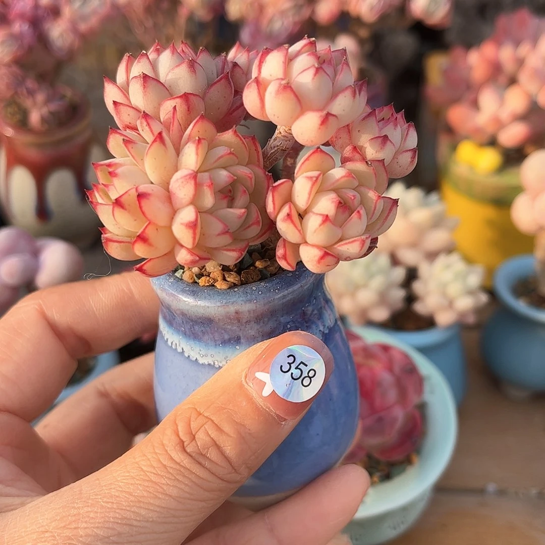 358 多肉含盆土30元除偏远