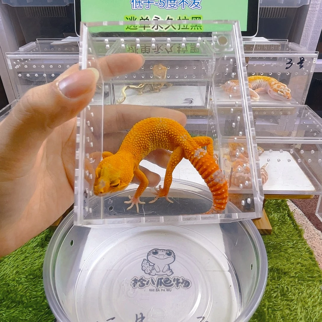 豹纹守宫守宫好看迷人可爱