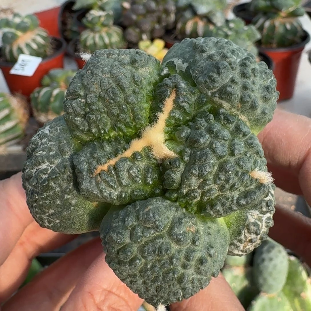 【闪购商品】无花朵福利苗接大尤哥连499
