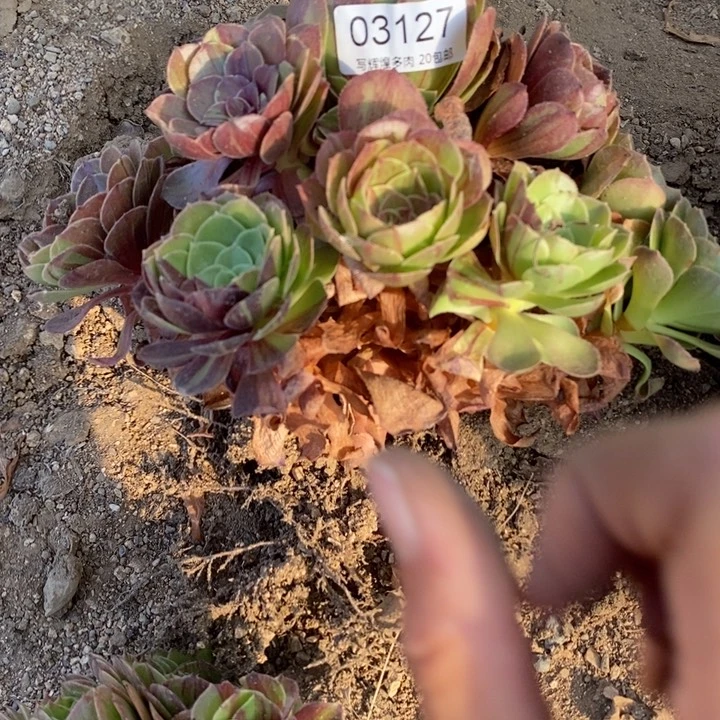 03137花月夜多肉植物