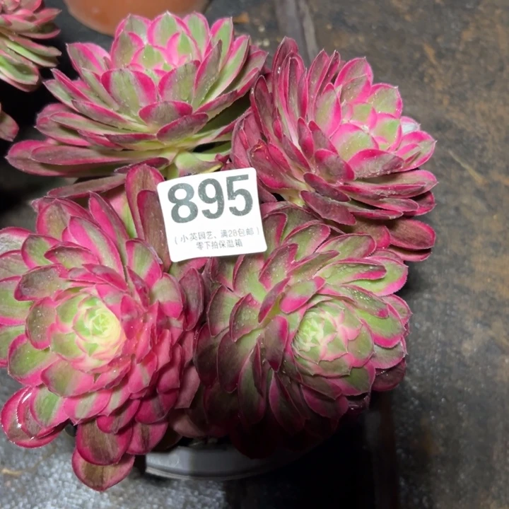 895多肉植物孔雀翎