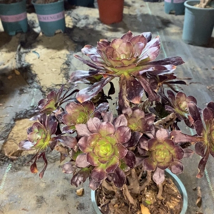 圆叶多肉植物63。