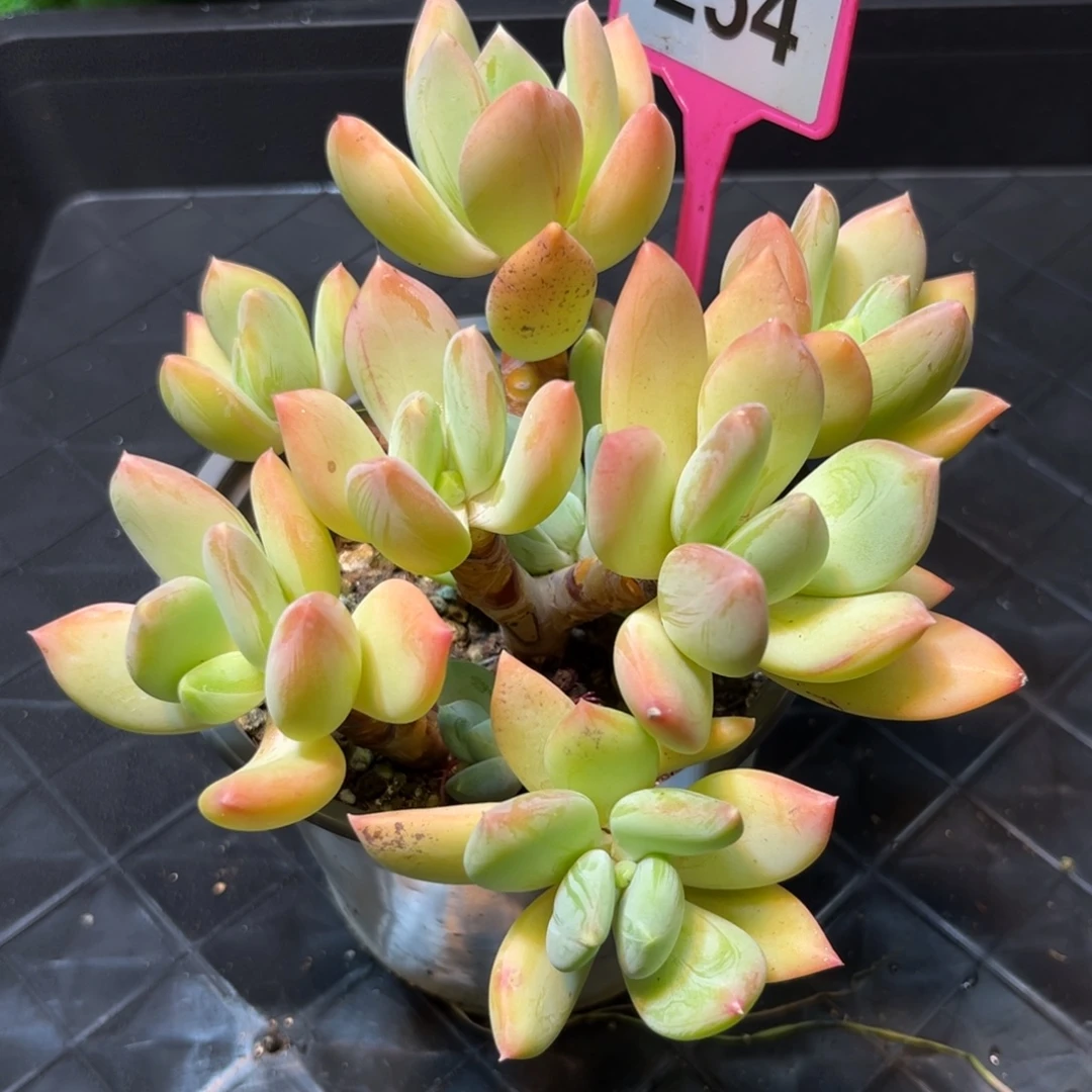 多肉植物海洋之迷254