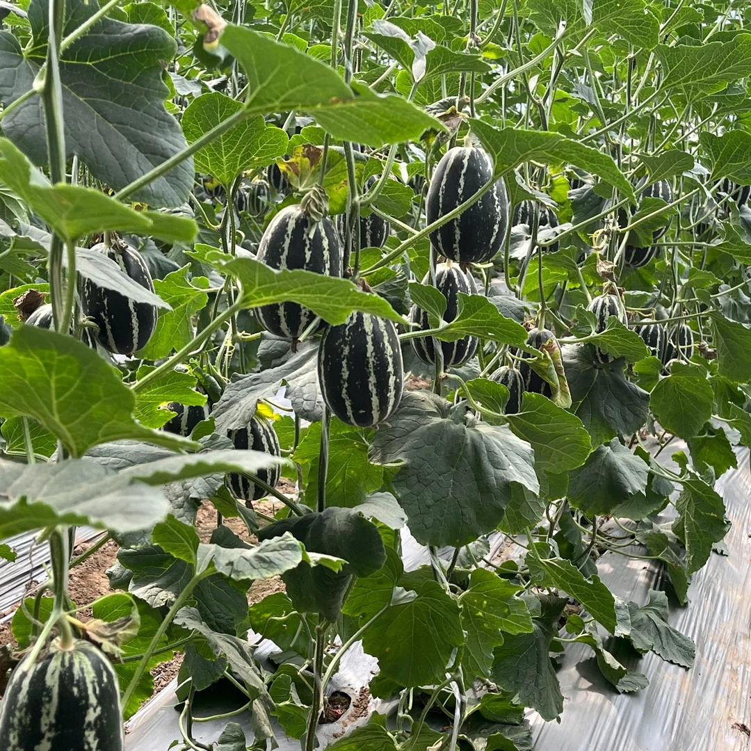 【祥坤农业】博洋9号甜瓜薄皮脆甜香瓜新鲜水果净重5斤产地直发