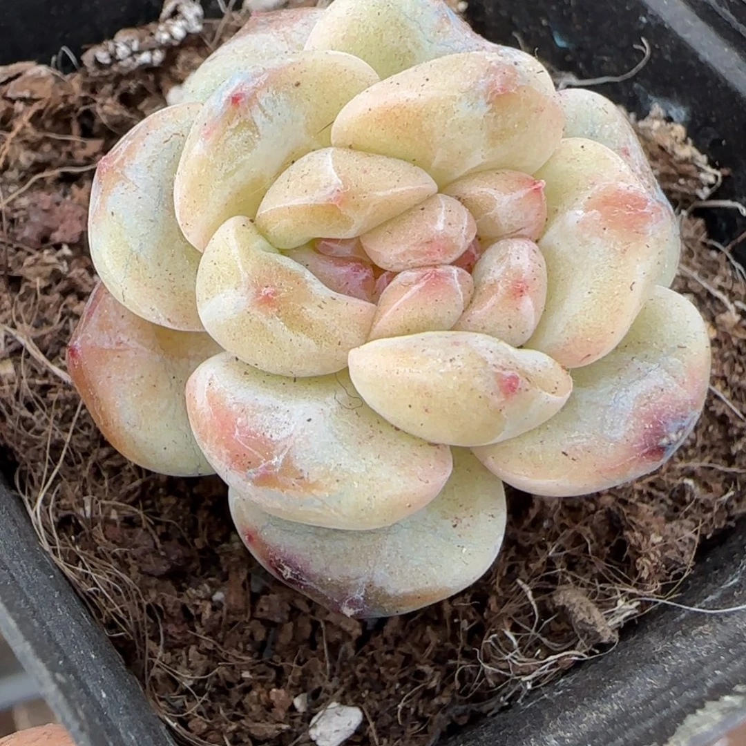 多肉小卡拉米糖心一物一拍