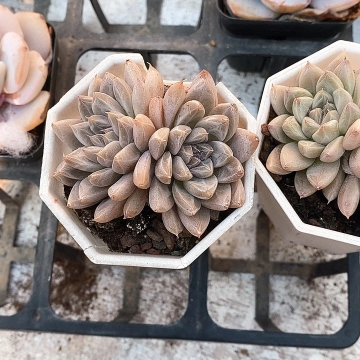 格特利说这人仍然活