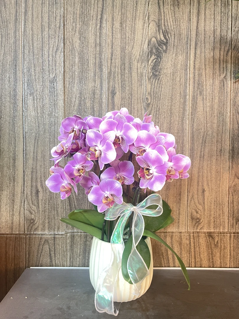 吉星高照 精品蝴蝶兰 粉色花型 室内精品观赏 真花