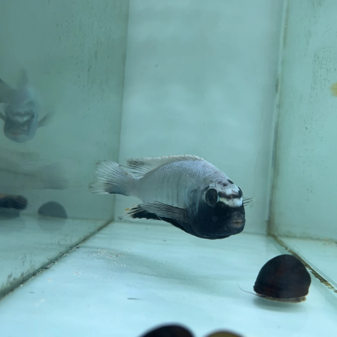 海水乌鸡26右侧10-11