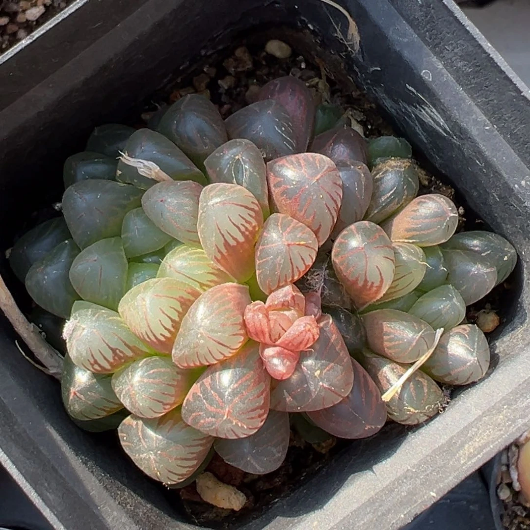 多肉植物111111111111