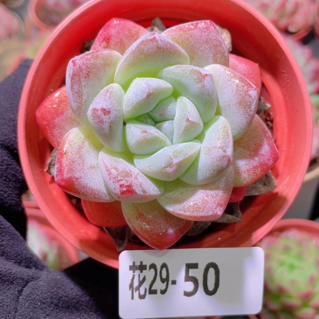 花利美29-50冰玉单头