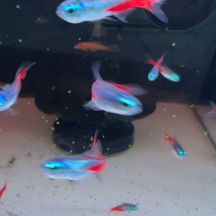 曼***。灯科鱼钻石灯3条装