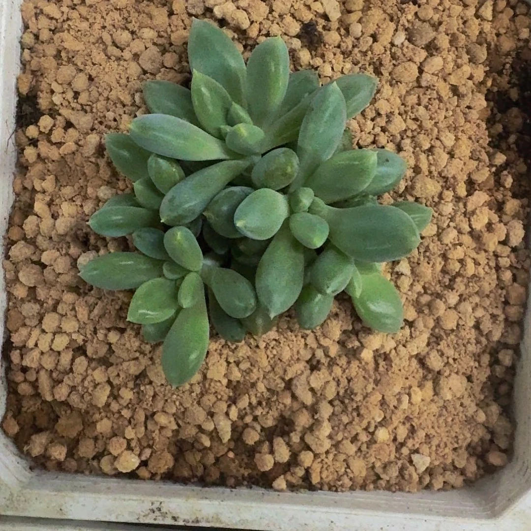 焦糖体 哥特 群生 一物一拍