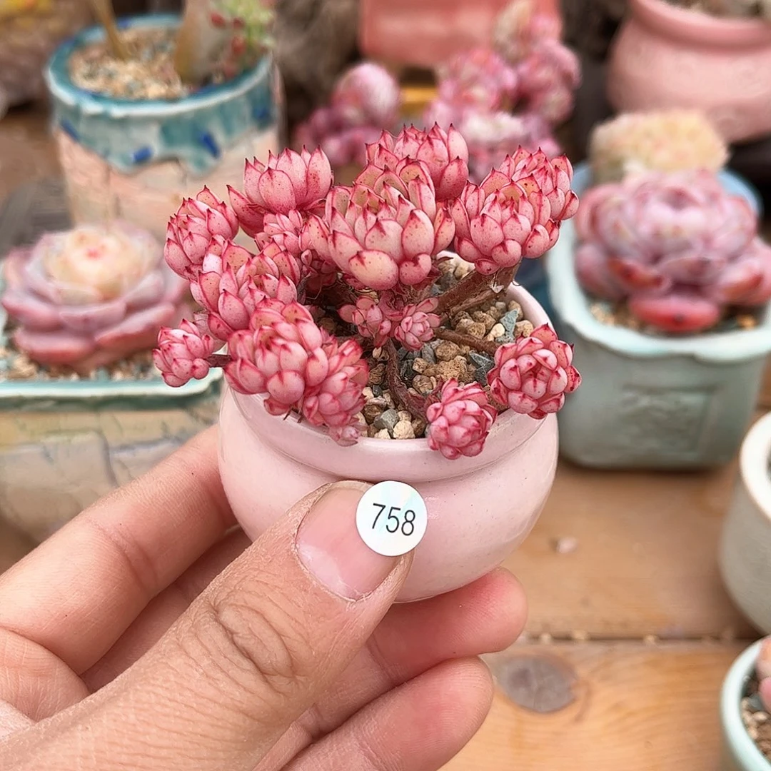758 含盆含土发货 30包邮偏远除外