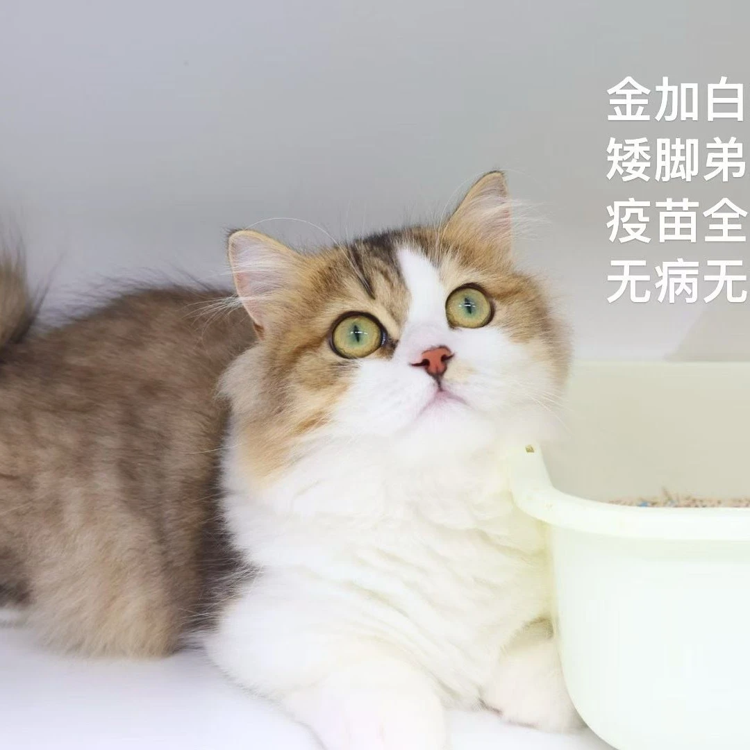 金加白拿破仑米努特 性格粘人