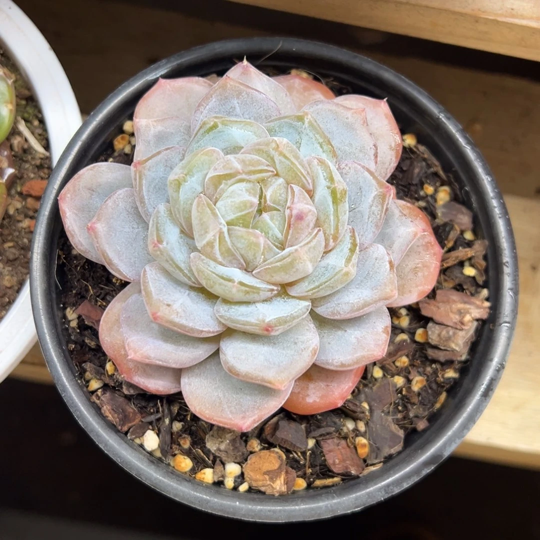 汉堡冰魄 夏鸣园艺