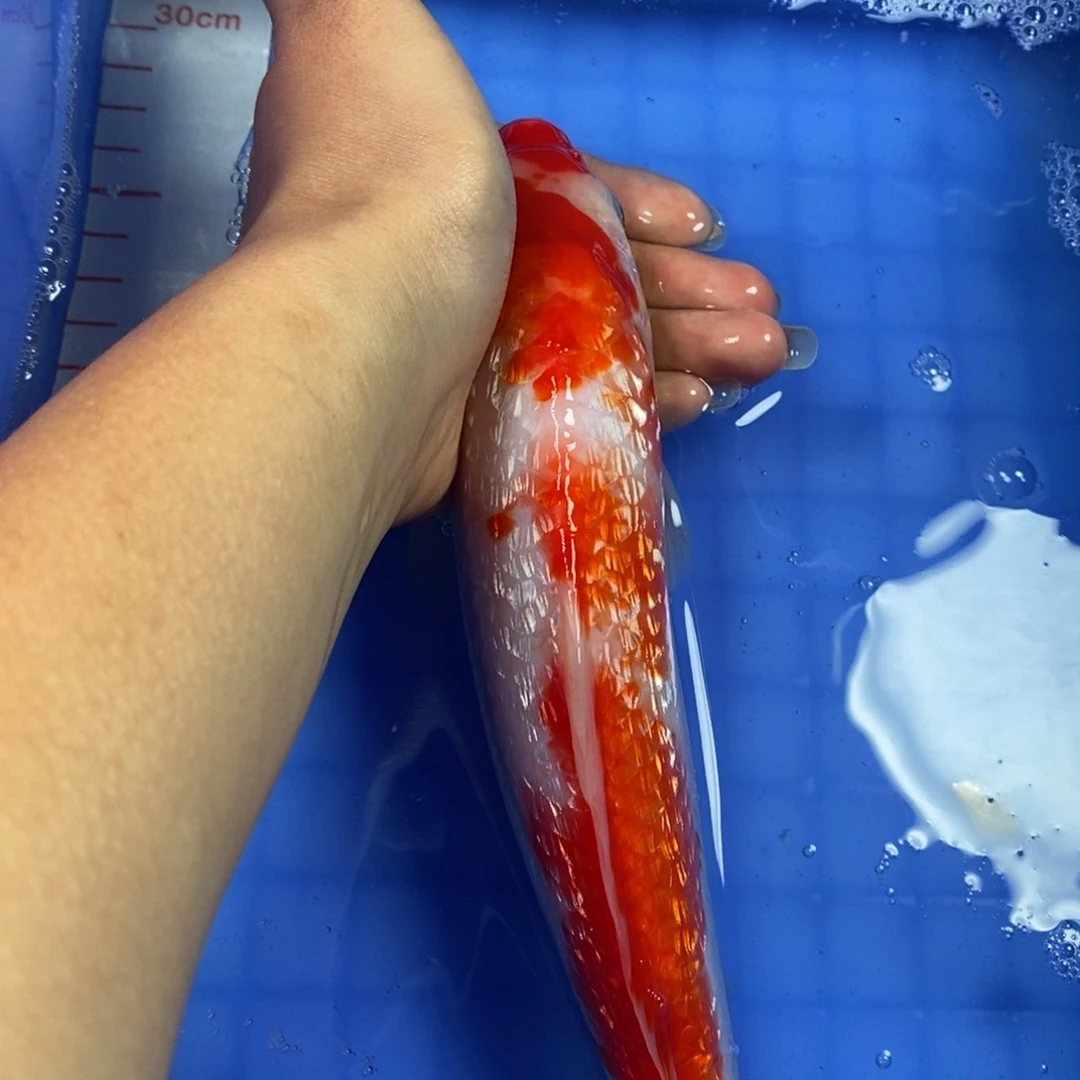 锦鲤冷水锦鲤包邮