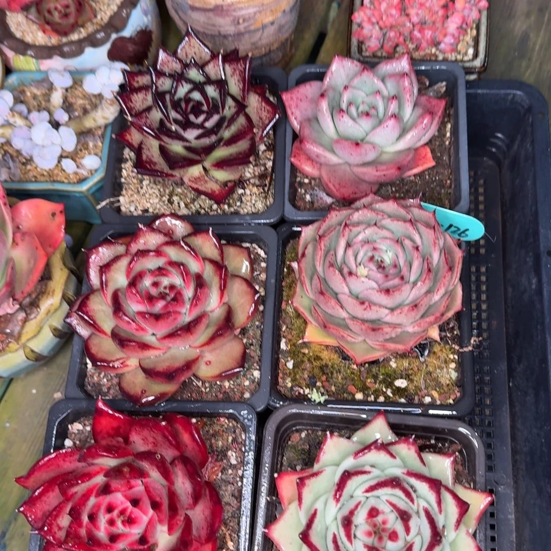 从前慢多肉精选编号0103.126