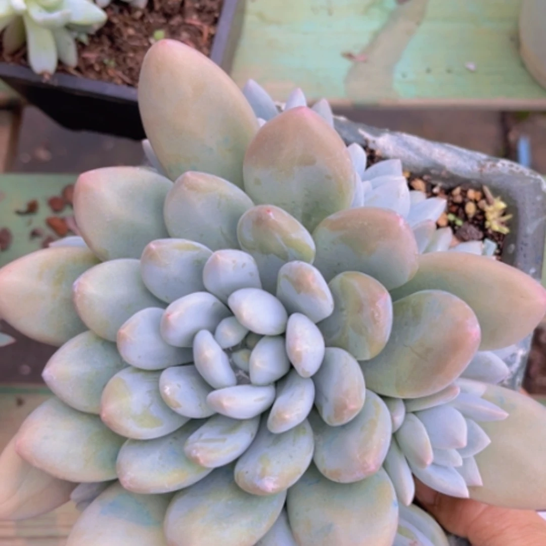 【闪购商品】美人杂30120