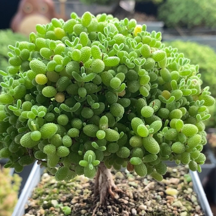 爆***️蜜橘糖球8116枝干番杏