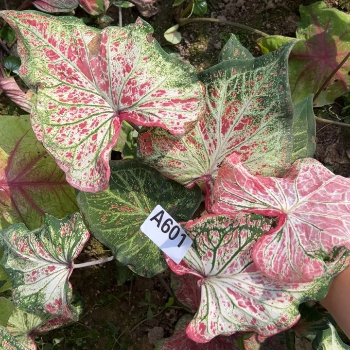 寒****不开花植物A601胡椒地栽不包种球大小不包售后