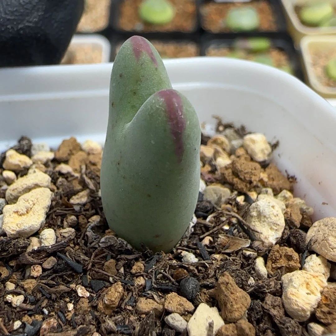 多肉植物皮卡丘105号