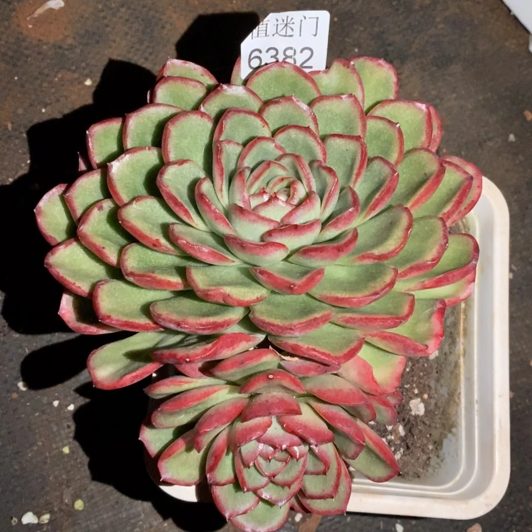栀****杂交精品多肉6382~14厘米