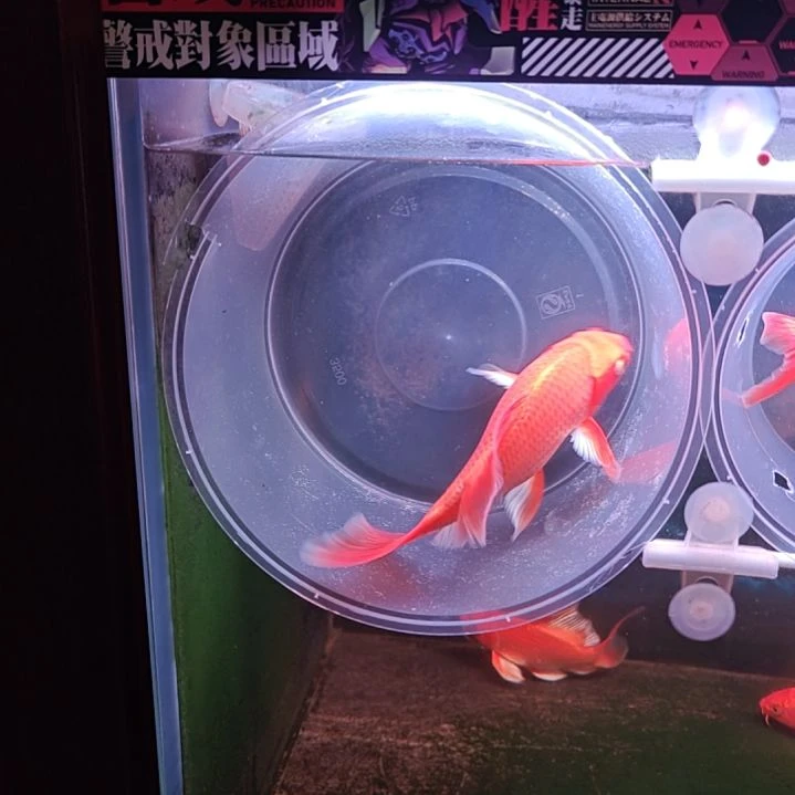 蝴蝶鲤鱼蝴蝶鲤，包邮包活包对版，其它不包！