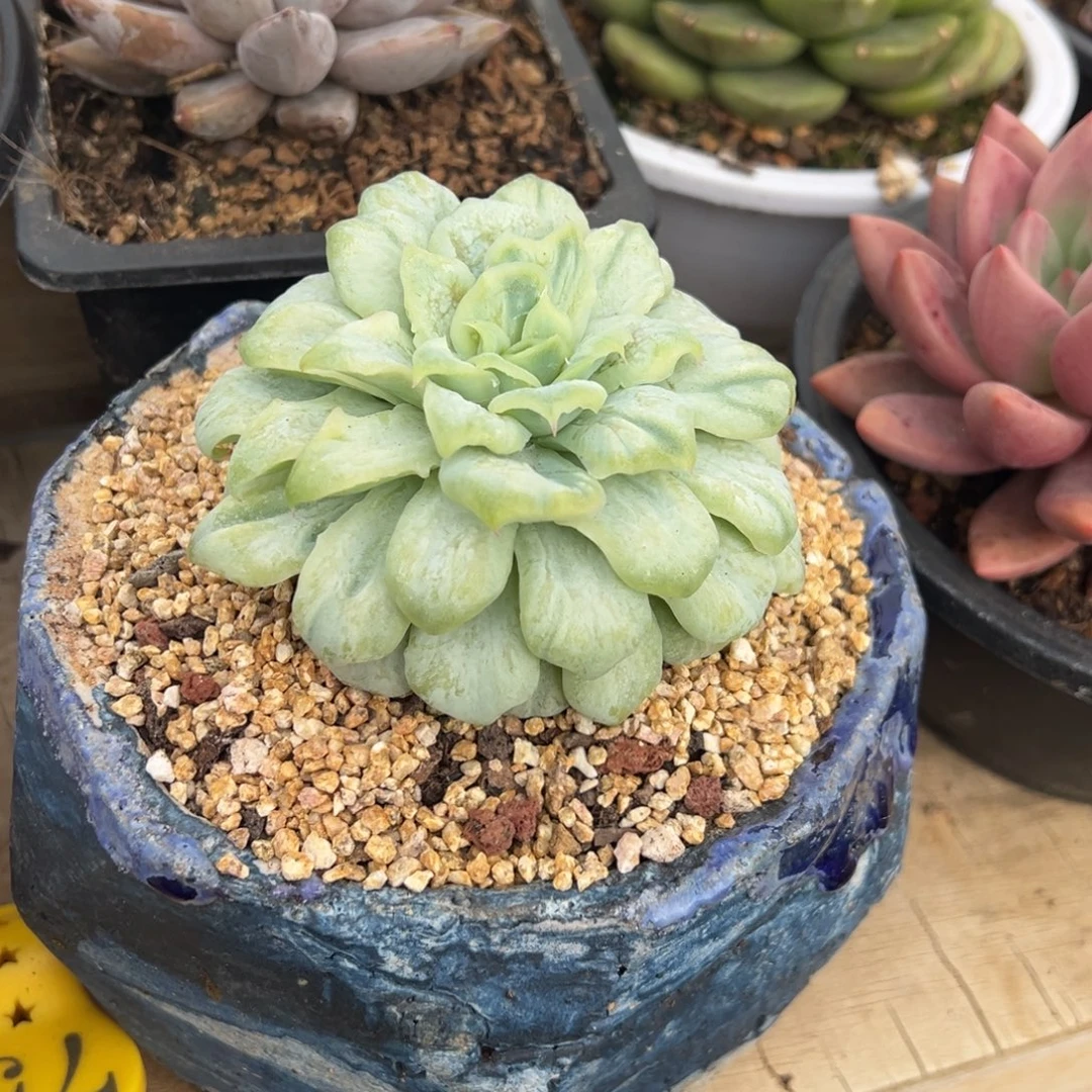 泡泡纱裙 阿松多肉