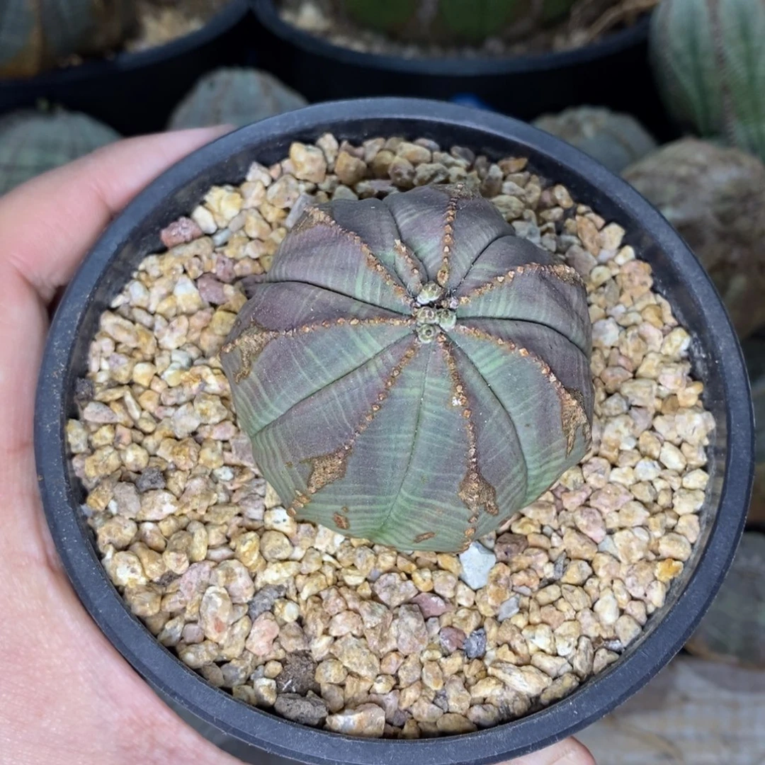 10 欧系实生布纹球多肉植物