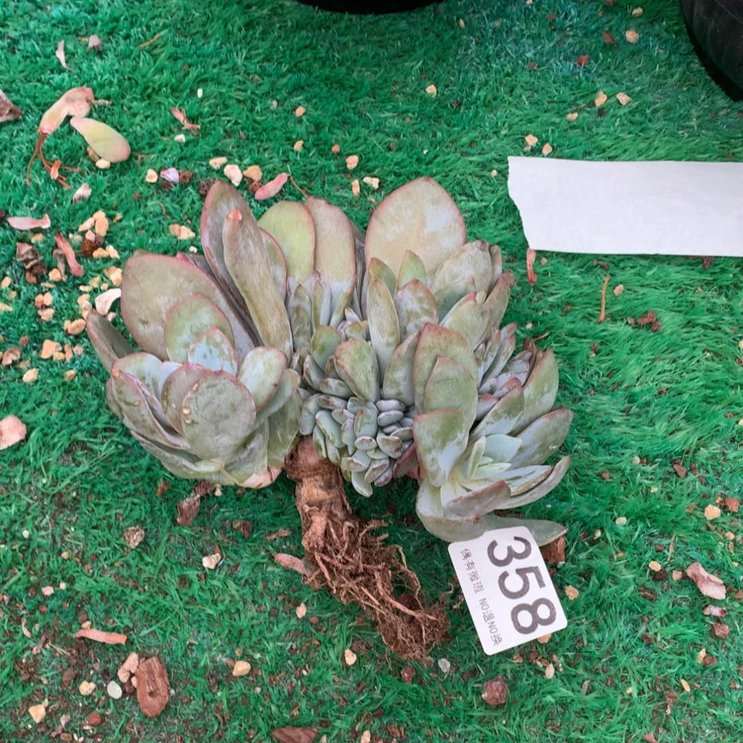 多***妞358奶茶多肉植物！！！！！