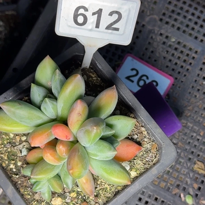 多肉植物彩体重楼612