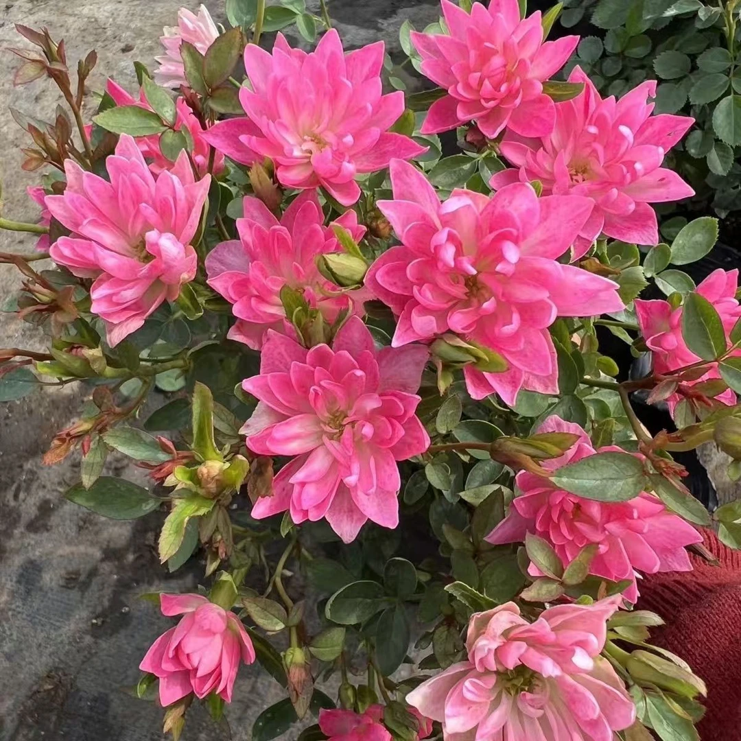 天荷繁星月季花苗微型多花多头灌木玫瑰多季开花耐寒阳台盆栽植物