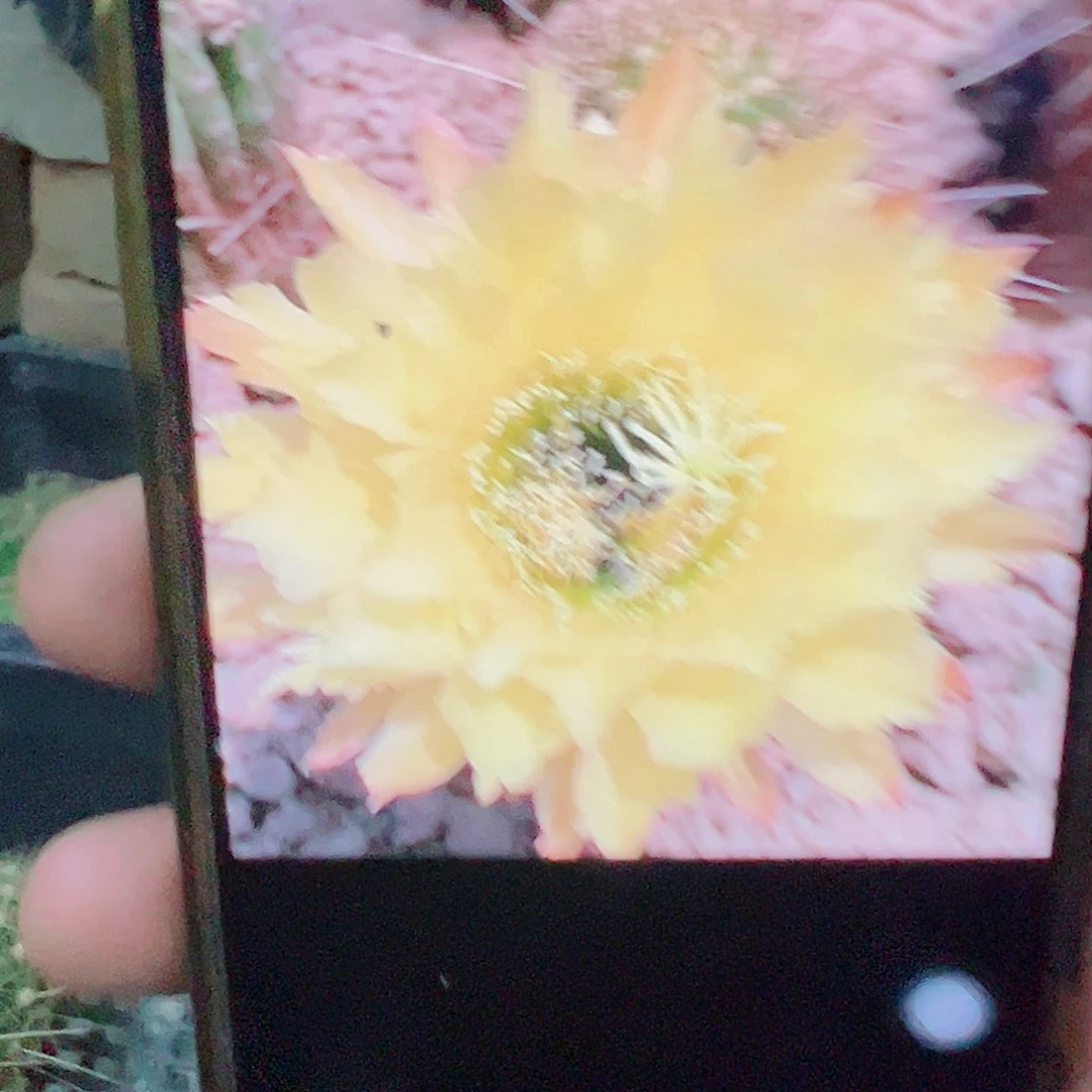 毛花柱ts128尖头 侧芽 满20米包邮
