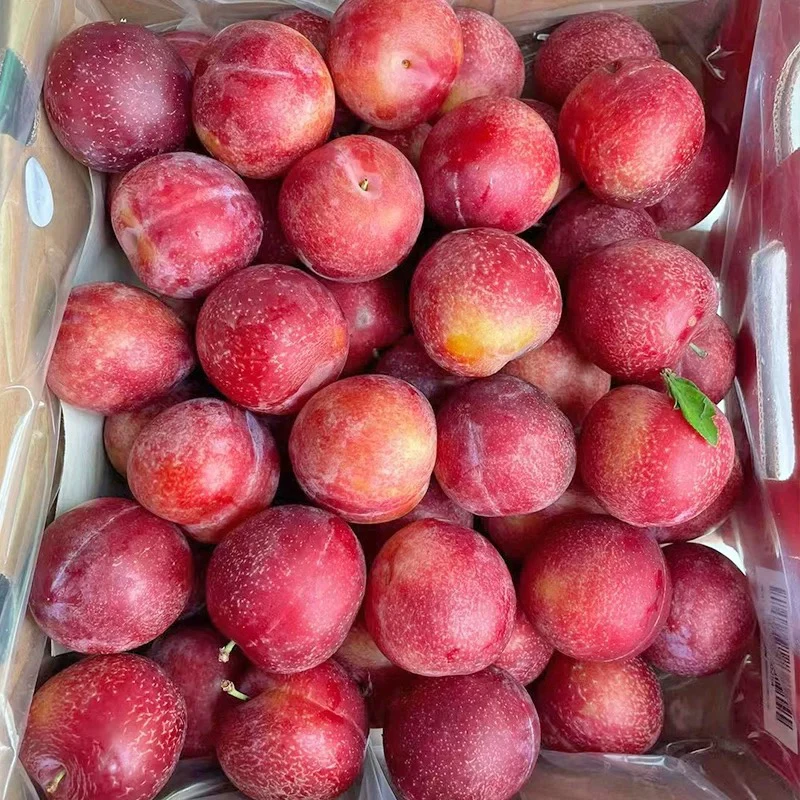 【4JJ】桃李新鲜时令孕妇水果进口李子1-5斤原顺丰包邮新