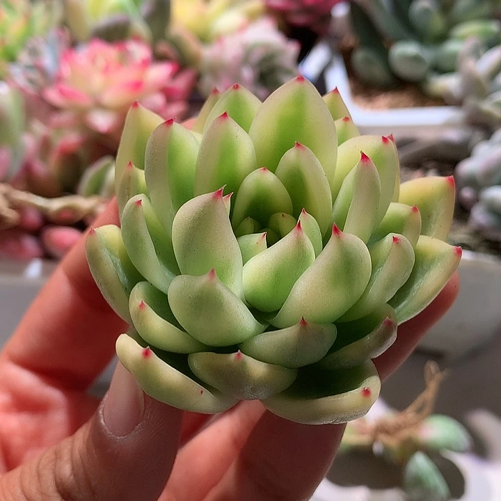 晴空珍妮复轮锦锦