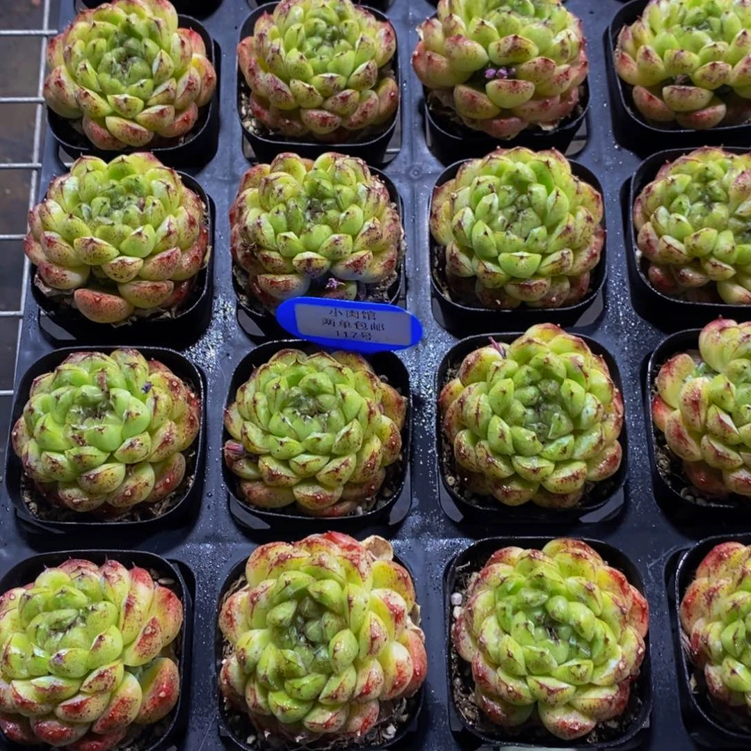 117-精品黑森林单头两个 福利