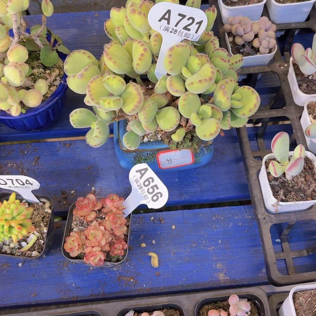 走*.A721黄熊一物一拍