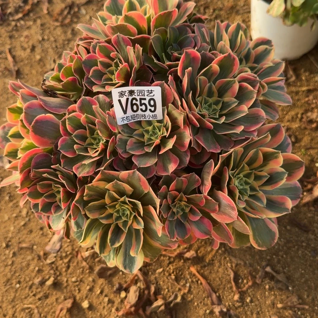 659粉女妖官服20左右2