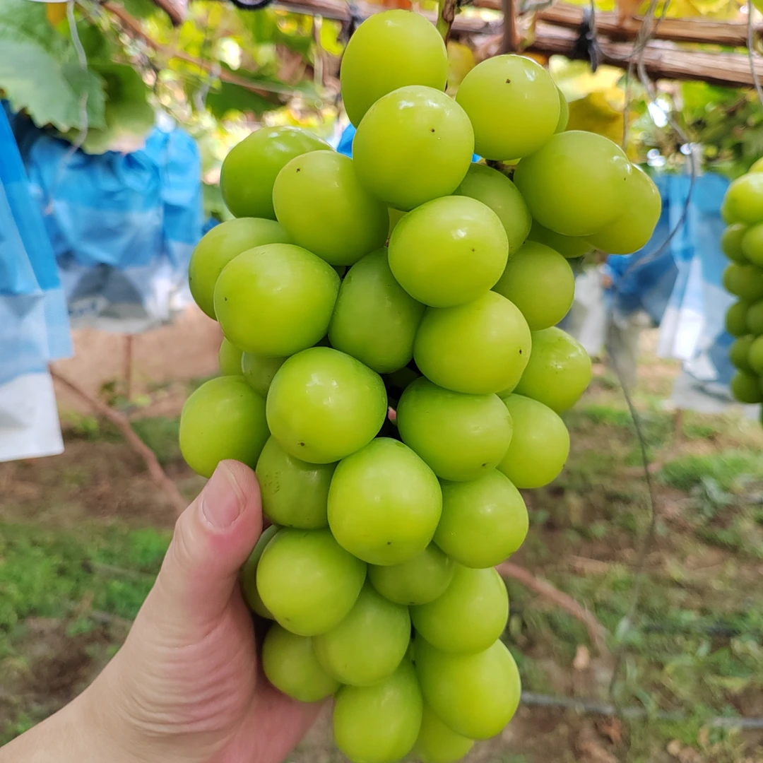 正宗阳光玫瑰葡萄新鲜应季无籽脆甜多汁带玫瑰香果园现摘现发