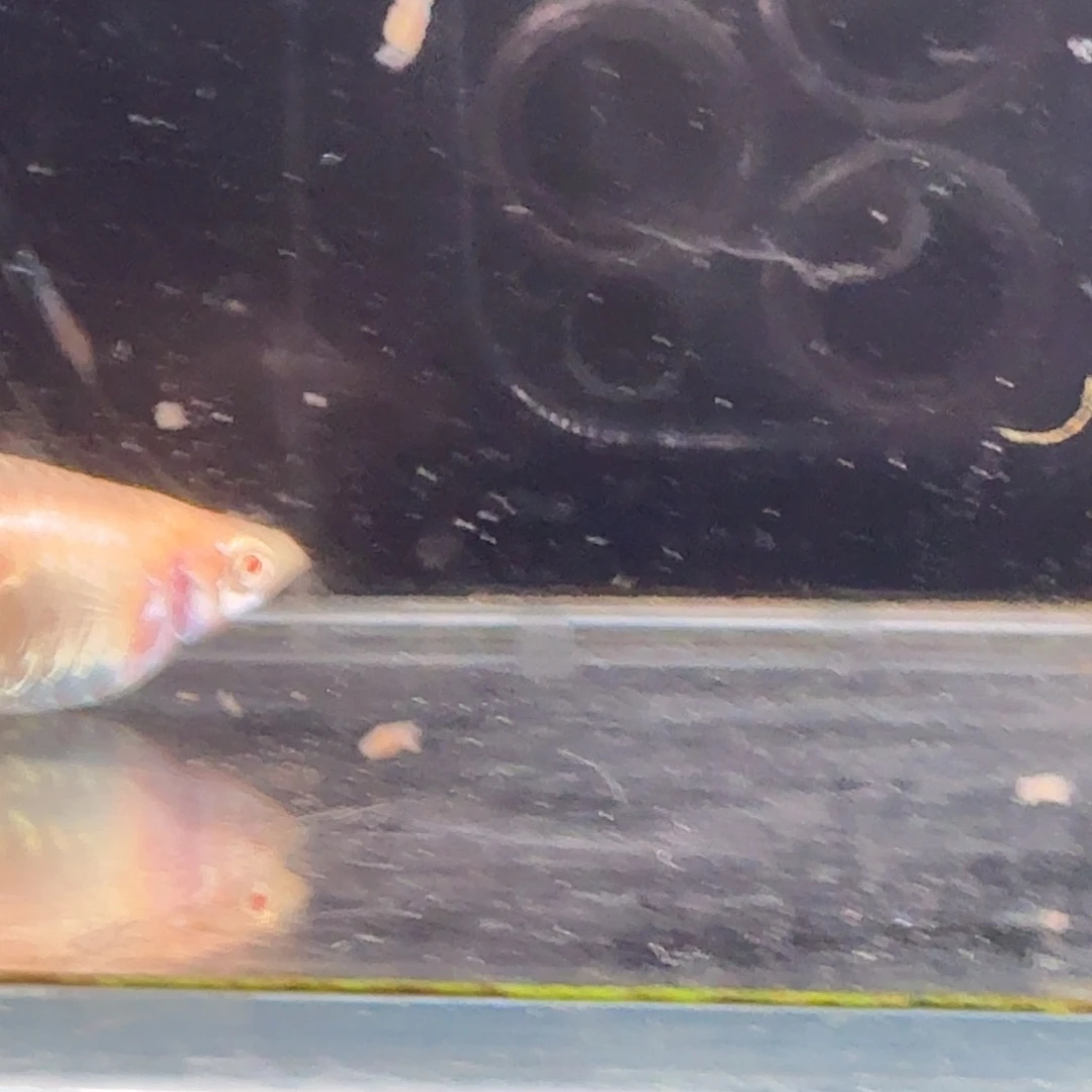 孔雀鱼蓝白噢意1对