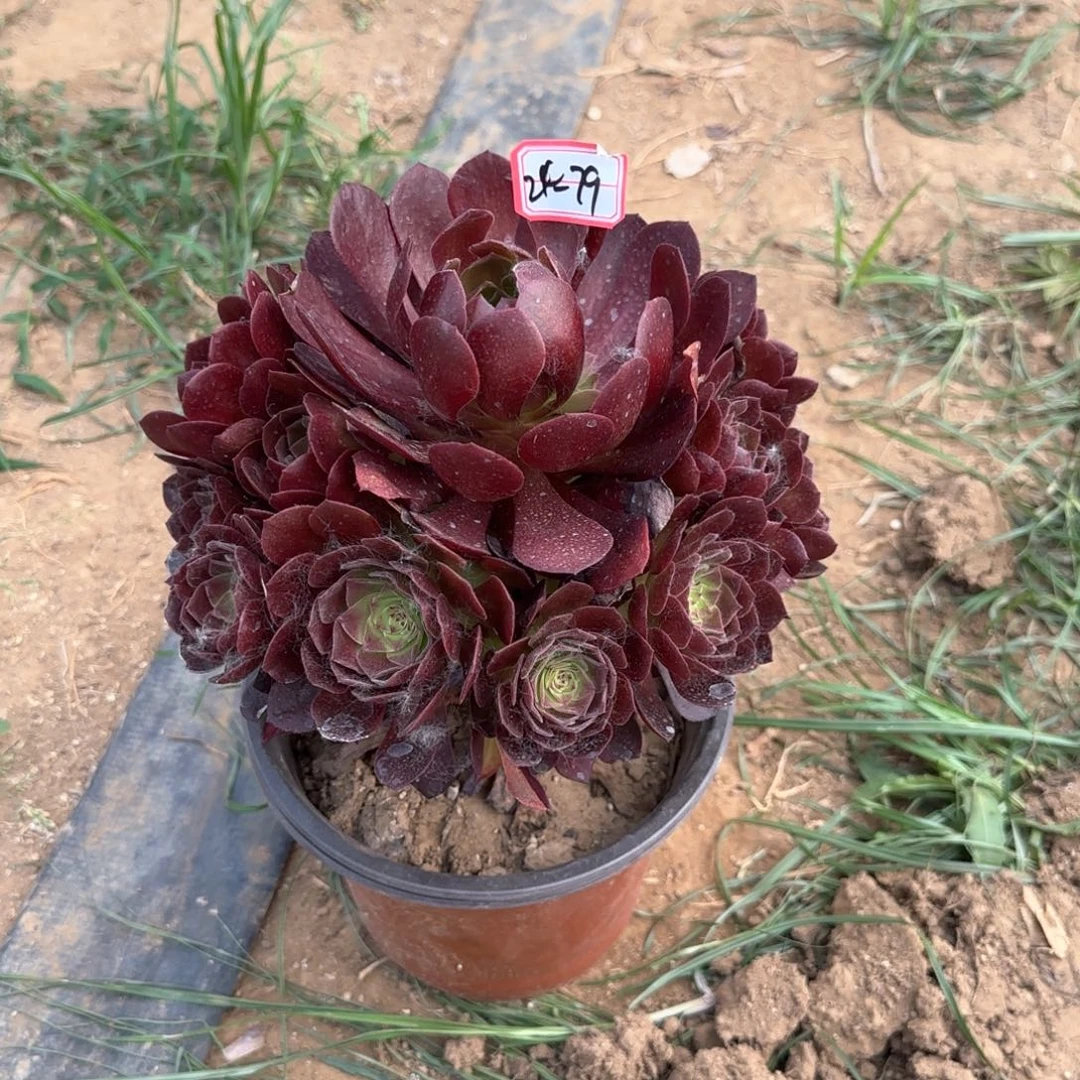 24-79产业链地理多肉植物