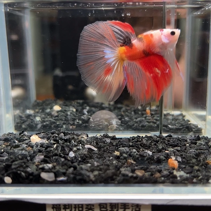 斗鱼竞拍跑单拉黑9日85