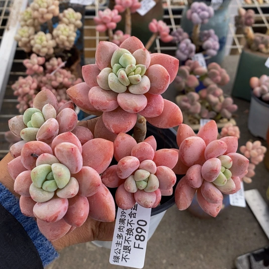 樱花洛神890/10c m