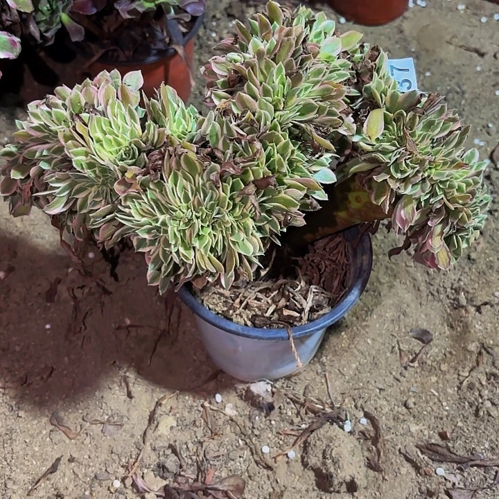 237男神多肉植物不售后