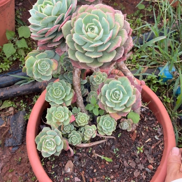 玉***玉克罗地亚玫瑰。。。。。。。。。。。。。。