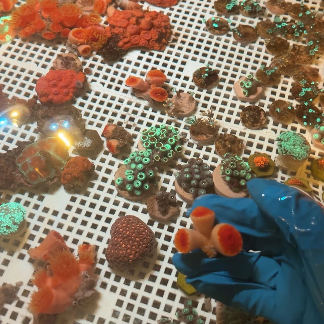 籼***纽扣珊瑚炮仗花333
